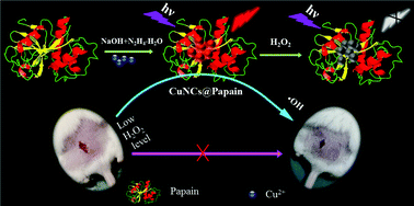 Graphical abstract: Papain-templated Cu nanoclusters: assaying and exhibiting dramatic antibacterial activity cooperating with H2O2