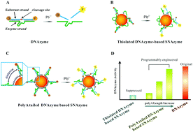 Graphical abstract: Poly-adenine-based programmable engineering of gold nanoparticles for highly regulated spherical DNAzymes