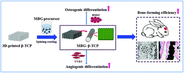 Graphical abstract: Mesoporous bioactive glass nanolayer-functionalized 3D-printed scaffolds for accelerating osteogenesis and angiogenesis