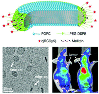 Graphical abstract: RGD-modified lipid disks as drug carriers for tumor targeted drug delivery