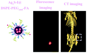 Graphical abstract: In vivo cancer targeting and fluorescence-CT dual-mode imaging with nanoprobes based on silver sulfide quantum dots and iodinated oil