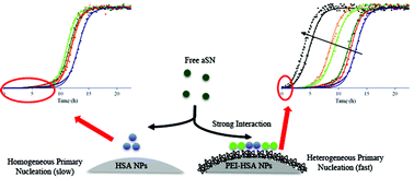 Graphical abstract: Strong interactions with polyethylenimine-coated human serum albumin nanoparticles (PEI-HSA NPs) alter α-synuclein conformation and aggregation kinetics