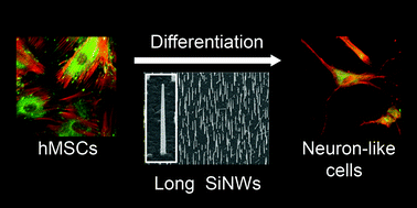 Graphical abstract: Neuron-like differentiation of mesenchymal stem cells on silicon nanowires