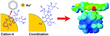 Graphical abstract: Adsorption of doxorubicin on citrate-capped gold nanoparticles: insights into engineering potent chemotherapeutic delivery systems