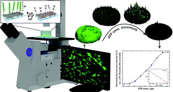 Graphical abstract: Real-time label-free quantitative fluorescence microscopy-based detection of ATP using a tunable fluorescent nano-aptasensor platform
