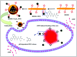 Graphical abstract: A smart magnetic nanoplatform for synergistic anticancer therapy: manoeuvring mussel-inspired functional magnetic nanoparticles for pH responsive anticancer drug delivery and hyperthermia