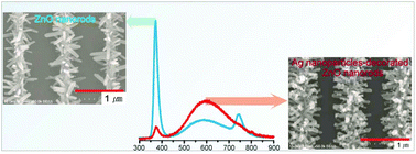 Graphical abstract: Selective photochemical synthesis of Ag nanoparticles on position-controlled ZnO nanorods for the enhancement of yellow-green light emission