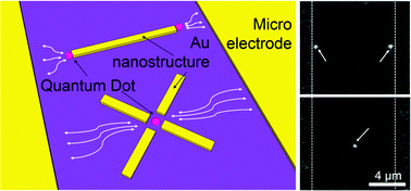 Graphical abstract: Selective nanomanipulation of fluorescent polystyrene nano-beads and single quantum dots at gold nanostructures based on the AC-dielectrophoretic force
