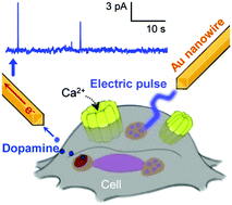 Graphical abstract: Electro-triggering and electrochemical monitoring of dopamine exocytosis from a single cell by using ultrathin electrodes based on Au nanowires