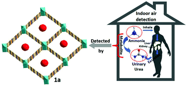 Graphical abstract: Simultaneous determination of indoor ammonia pollution and its biological metabolite in the human body with a recyclable nanocrystalline lanthanide-functionalized MOF