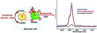 Graphical abstract: Ultra-small Nd3+-doped nanoparticles as near-infrared luminescent biolabels of hemin in bacteria