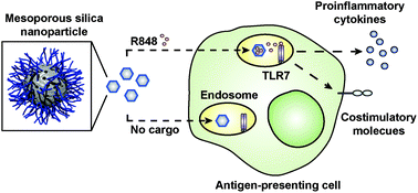 Graphical abstract: Immune response to functionalized mesoporous silica nanoparticles for targeted drug delivery