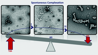 Graphical abstract: Protein adsorption induced bridging flocculation: the dominant entropic pathway for nano-bio complexation