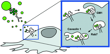 Graphical abstract: Cellular recognition and macropinocytosis-like internalization of nanoparticles targeted to integrin α2β1