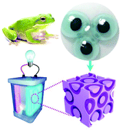 Graphical abstract: A frogspawn-inspired hierarchical porous NaTi2(PO4)3–C array for high-rate and long-life aqueous rechargeable sodium batteries