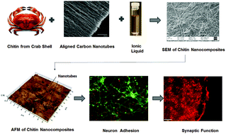 Graphical abstract: Chitin and carbon nanotube composites as biocompatible scaffolds for neuron growth