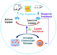 Graphical abstract: Smart conjugated polymer nanocarrier for healthy weight loss by negative feedback regulation of lipase activity