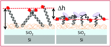 Graphical abstract: Quantitative characterization of conformational-specific protein–DNA binding using a dual-spectral interferometric imaging biosensor