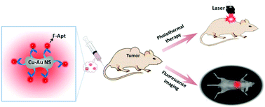 Graphical abstract: Cu–Au alloy nanostructures coated with aptamers: a simple, stable and highly effective platform for in vivo cancer theranostics