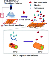 Graphical abstract: A smart core–sheath nanofiber that captures and releases red blood cells from the blood