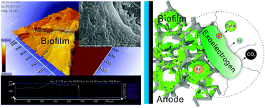 Graphical abstract: A miniaturized microbial fuel cell with three-dimensional graphene macroporous scaffold anode demonstrating a record power density of over 10 000 W m−3