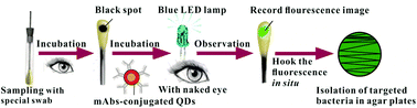 Graphical abstract: Visual and efficient immunosensor technique for advancing biomedical applications of quantum dots on Salmonella detection and isolation