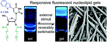 Graphical abstract: Hierarchical self-assembly of switchable nucleolipid supramolecular gels based on environmentally-sensitive fluorescent nucleoside analogs