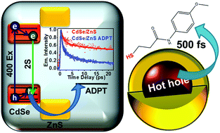 Graphical abstract: Exciton delocalization and hot hole extraction in CdSe QDs and CdSe/ZnS type 1 core shell QDs sensitized with newly synthesized thiols