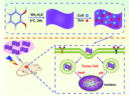 Graphical abstract: Polycatechol nanosheet: a superior nanocarrier for highly effective chemo-photothermal synergistic therapy in vivo