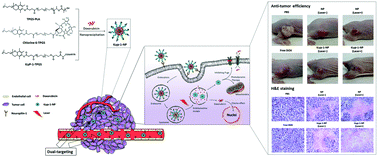 Graphical abstract: Actively targeting d-α-tocopheryl polyethylene glycol 1000 succinate-poly(lactic acid) nanoparticles as vesicles for chemo-photodynamic combination therapy of doxorubicin-resistant breast cancer