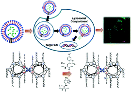 Graphical abstract: pH sensitive coiled coils: a strategy for enhanced liposomal drug delivery