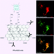 Graphical abstract: A graphene oxide based smart drug delivery system for tumor mitochondria-targeting photodynamic therapy