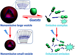 Graphical abstract: Light and cucurbit[7]uril complexation dual-responsiveness of a cyanostilbene-based self-assembled system