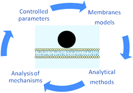Graphical abstract: The relevance of membrane models to understand nanoparticles–cell membrane interactions