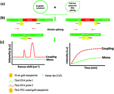 Graphical abstract: Nanoplasmonic probes of RNA folding and assembly during pre-mRNA splicing