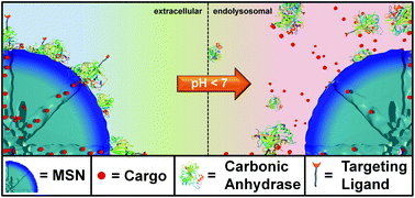 Graphical abstract: Genetically designed biomolecular capping system for mesoporous silica nanoparticles enables receptor-mediated cell uptake and controlled drug release