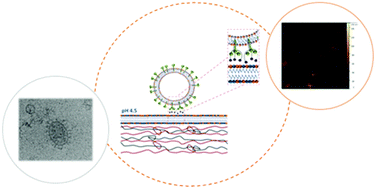 Graphical abstract: Virosome engineering of colloidal particles and surfaces: bioinspired fusion to supported lipid layers