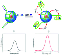 Graphical abstract: A self-assembly aptasensor based on thick-shell quantum dots for sensing of ochratoxin A