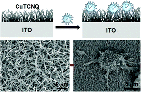 Graphical abstract: Three-dimensional superhydrophobic copper 7,7,8,8-tetracyanoquinodimethane biointerfaces with the capability of high adhesion of osteoblasts