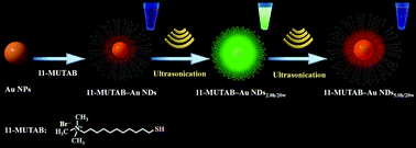 Graphical abstract: Ultrasound-mediated modulation of the emission of gold nanodots