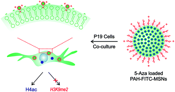 Graphical abstract: 5-Azacytidine delivered by mesoporous silica nanoparticles regulates the differentiation of P19 cells into cardiomyocytes