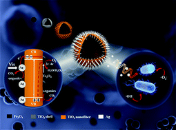 Graphical abstract: Controlled synthesis and photocatalysis of sea urchin-like Fe3O4@TiO2@Ag nanocomposites