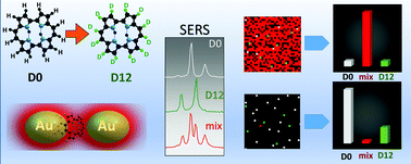 Graphical abstract: Single molecule Raman spectra of porphycene isotopologues