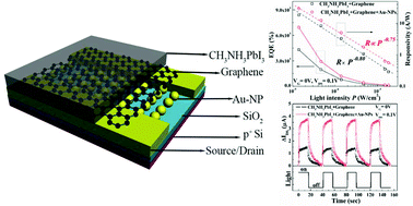 Graphical abstract: Plasmonic-enhanced perovskite–graphene hybrid photodetectors