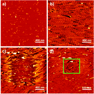 Graphical abstract: Mechanical force-induced polymerization and depolymerization of F-actin at water/solid interfaces