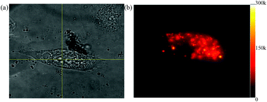 Graphical abstract: Intrinsic fluorescence of selenium nanoparticles for cellular imaging applications