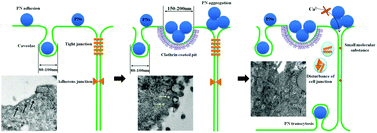 Graphical abstract: Dynamic bio-adhesion of polymer nanoparticles on MDCK epithelial cells and its impact on bio-membranes, endocytosis and paracytosis