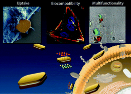 Graphical abstract: Polysilicon-chromium-gold intracellular chips for multi-functional biomedical applications