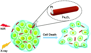 Graphical abstract: Facile preparation of hybrid core–shell nanorods for photothermal and radiation combined therapy