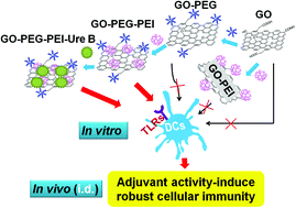 Resumen gráfico: el óxido de grafeno funcionalizado sirve como un nuevo nano-adyuvante de vacuna para la estimulación robusta de la inmunidad celular.